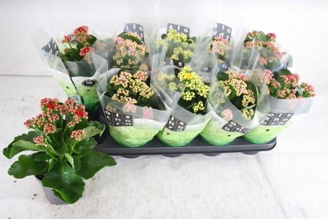 <h4>KAL GE GEM 4 KL</h4>