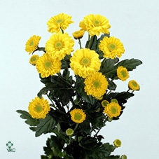 NICOTIANA OV