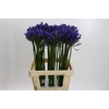 Agapanthus Uri