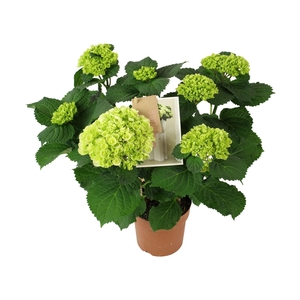 Hydrangea Everlast white 5+ Flowers