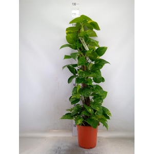 Epipremnum pinn.   ...moss stick