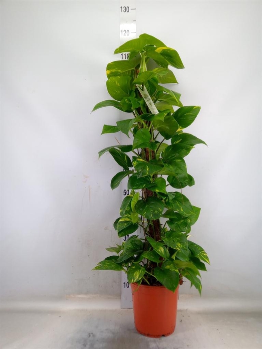 <h4>Epipremnum pinn. ...moss stick</h4>