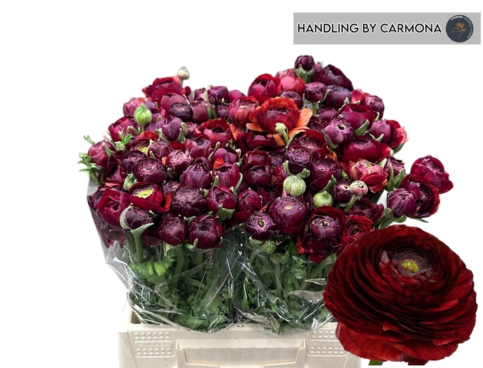 <h4>RAN EL CHOCOLATE</h4>