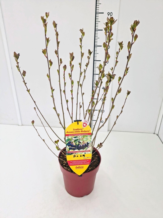 <h4>Aronia melanocarpa</h4>