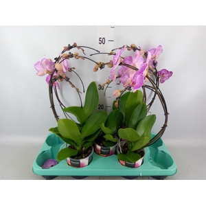 Phalaenopsis   ...