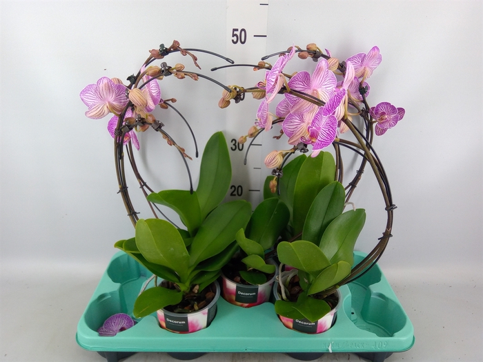 <h4>Phalaenopsis   ...</h4>