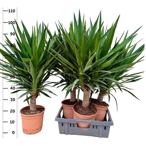 YUC ELEPHANTIPES