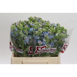 Oxypetalum Tweedia Blue