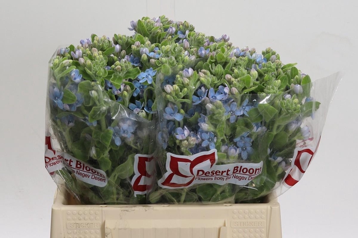 <h4>Oxypetalum Tweedia Blue</h4>