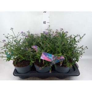 Verbena bonariensis