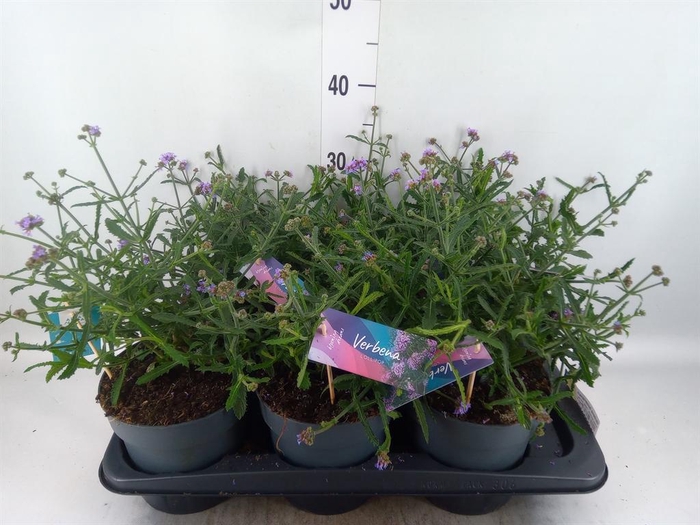 <h4>Verbena bonariensis</h4>