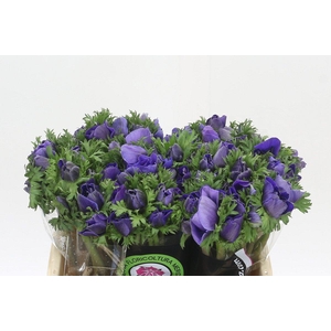 Anemone Mistral Plus Blue