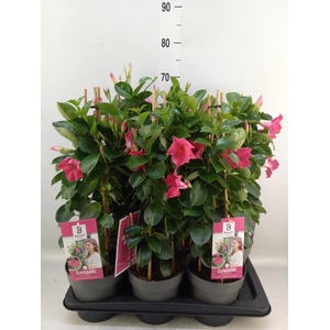 Mandevilla am. 'Sundav Pink'