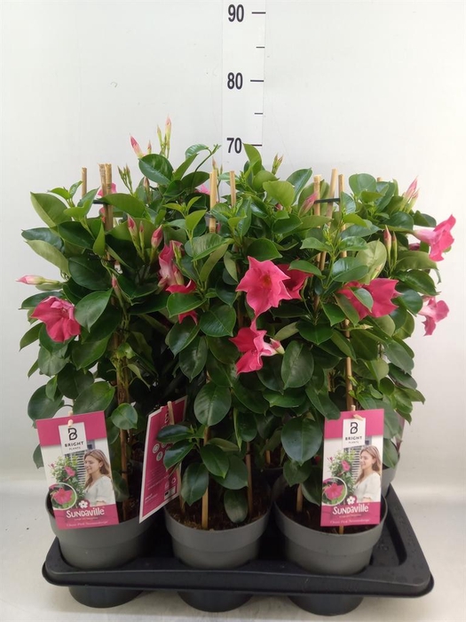 <h4>Mandevilla am. 'Sundav Pink'</h4>