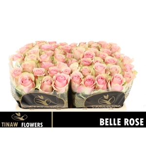 R Gr Belle Rose