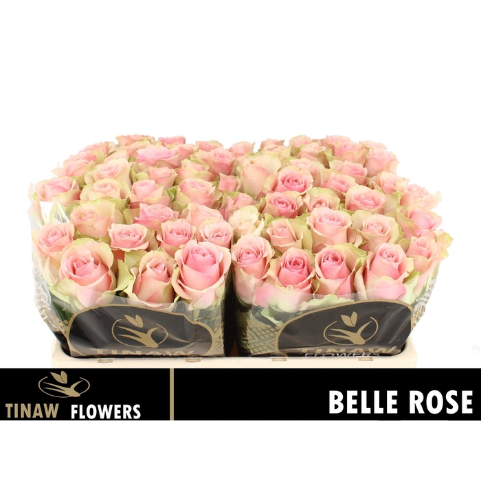 <h4>R Gr Belle Rose</h4>