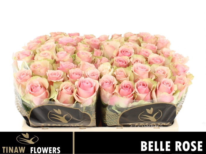 R Gr Belle Rose