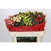 Hypericum Rainbow Romance Spray