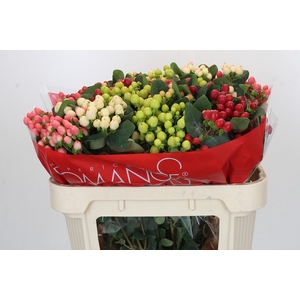 Hypericum Rainbow Romance Spray