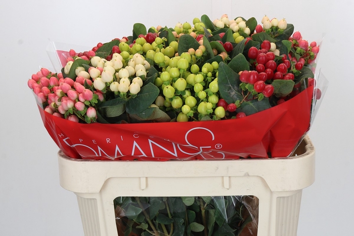 Hypericum Rainbow Romance Spray