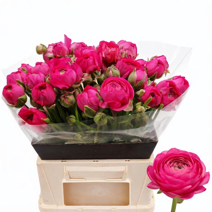 <h4>RAN THOM BONBON</h4>