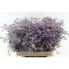 Lim Saf Lilac