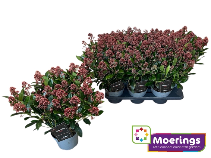 <h4>SKIM J RUBELLA</h4>