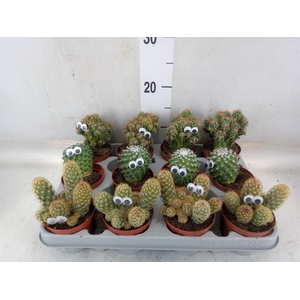 Cactus   ...decorated
