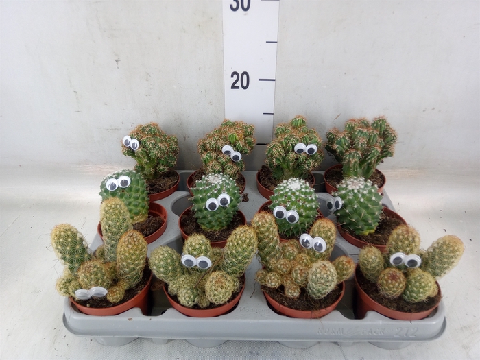 <h4>Cactus   ...decorated</h4>
