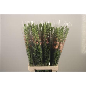 Antirrhinum It. Orange