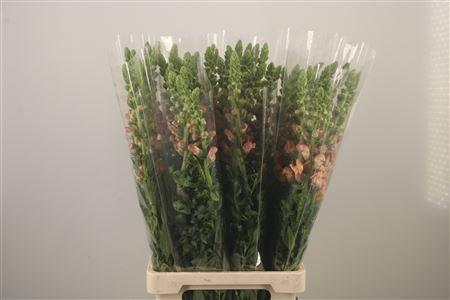 <h4>Antirrhinum It. Orange</h4>