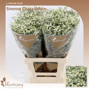 Limonium Sinense China White