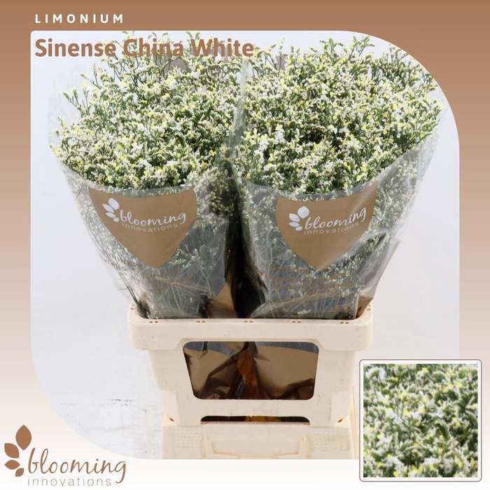 <h4>Limonium Sinense China White</h4>