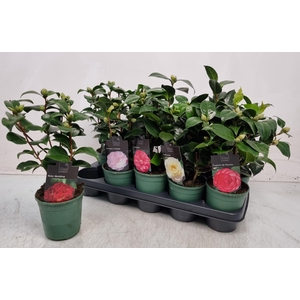CAMELLIA JAPONICA