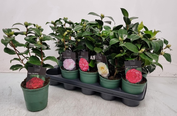 <h4>CAMELLIA JAPONICA</h4>