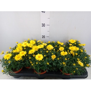 Argyranthemum  'La Rita Yellow'