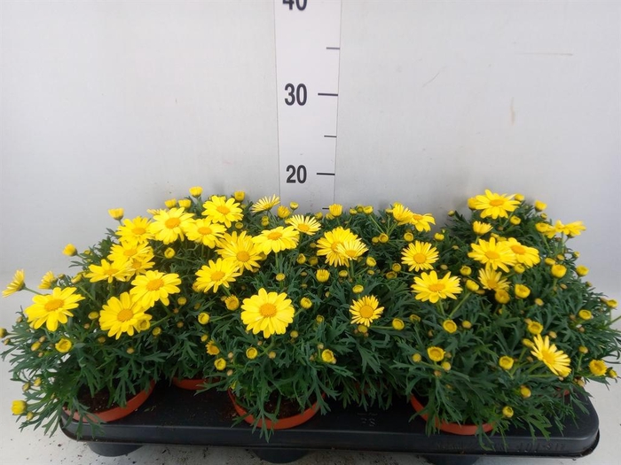 <h4>Argyranthemum  'La Rita Yellow'</h4>