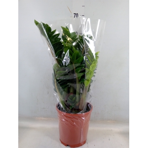 Zamioculcas zamiifolia 'Zenzi'