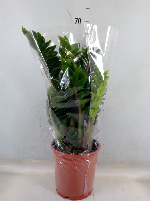 <h4>Zamioculcas zamiifolia 'Zenzi'</h4>