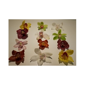 Cymbidium 12/15 Mix Bl pst