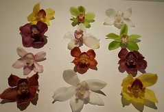 Cymbidium 12/15 Mix Bl pst