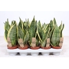 Sansevieria Futura Superb SaSu12Tf
