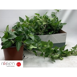 Hedera helix Mein Herz 17Ø 40cm