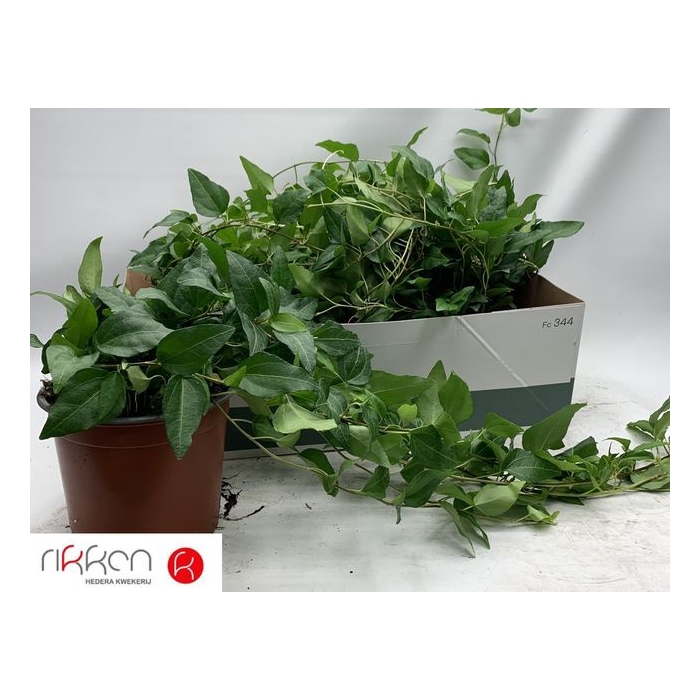 <h4>Hedera helix Mein Herz 17Ø 40cm</h4>