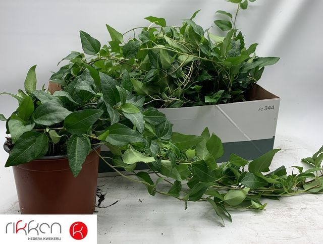 Hedera helix Mein Herz 17Ø 40cm