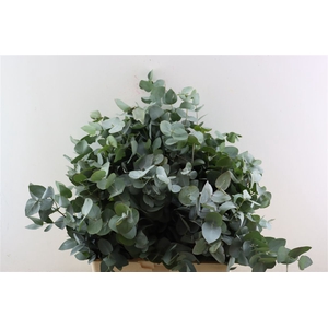 Euca Cinerea 300gr P Bunch S A