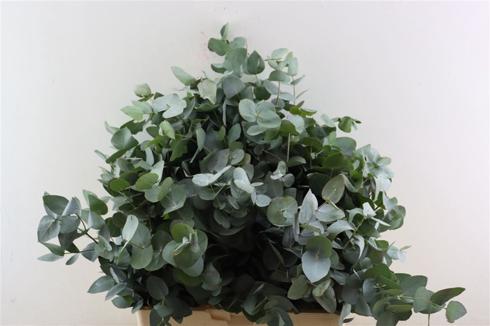 <h4>Euca Cinerea 300gr P Bunch S A</h4>