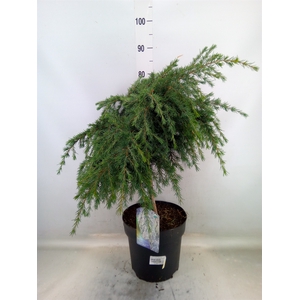 Cedrus deodara 'Feelin' Blue'