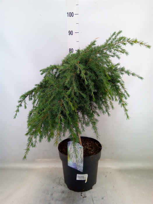 <h4>Cedrus deodara 'Feelin' Blue'</h4>