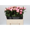 Paeonia Sarah Bernhardt